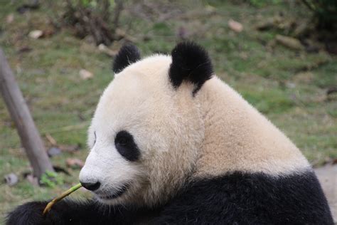 Panda, Giant, Black And White, Cute Free Stock Photo - Public Domain ...