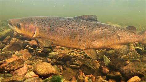 Numbers of large wild Atlantic salmon dipped to near historic lows in ...