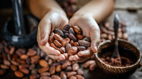 El Manejo Del Riego Eleva La Productividad Del Cacao