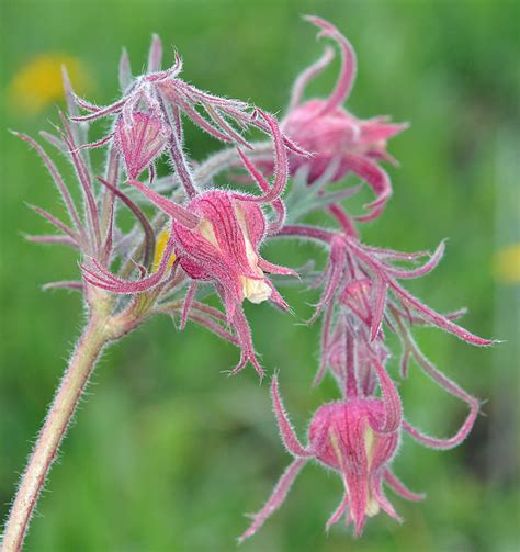 Geum Triflorum