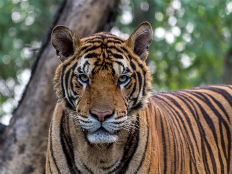 Foto profissional gratuita de animais selvagens, animal, animal selvagem
