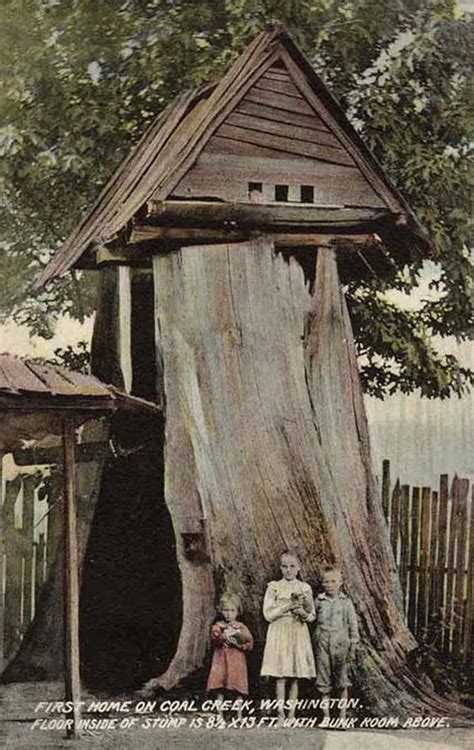 Amazing Vintage Photos of Houses Carved Inside Massive Tree Stumps ...