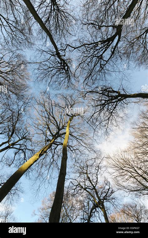 Bosques De Hayas Fagus Sylvatica Debajo De La Vista De Un Bosque De