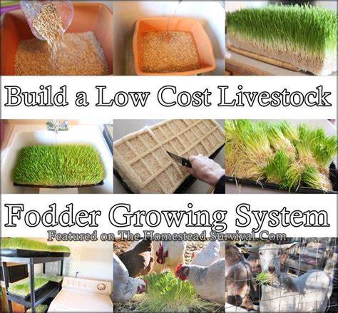 This Tutorial Of How To Build A Low Cost Livestock Fodder Growing