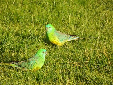 Australian Grass Parrot