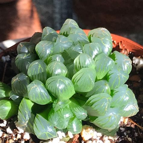 Haworthia Cooperi Var Pilifera Haworthia Pilifera In GardenTags Plant