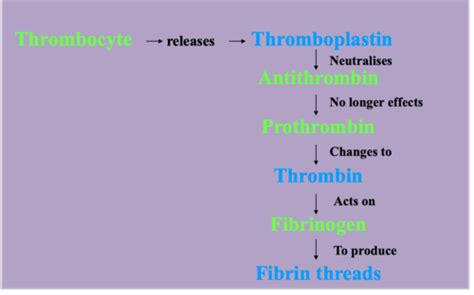 Blood Clotting Flashcards Quizlet