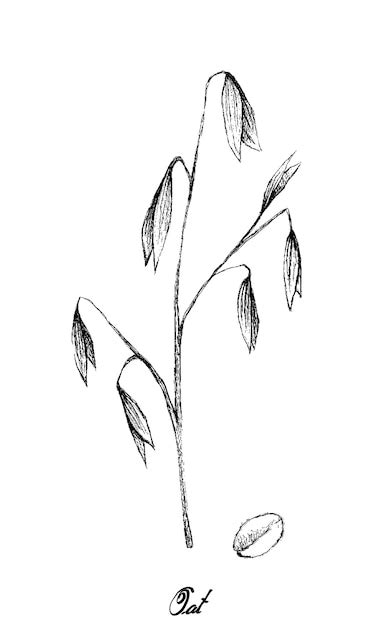 Premium Vector Hand Drawn Oat Plant Illustration