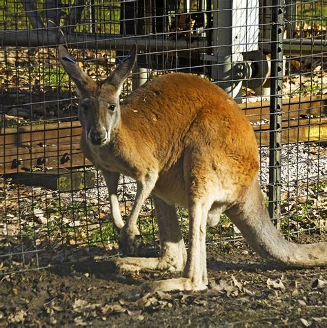 Cleveland Metroparks Zoo 02 17 2017 Kangaroo 1 Kangaroo Flickr