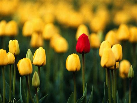 🔥 44 Free Wallpapers Tulips Wallpapersafari