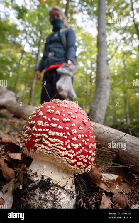 Mushroom Forager Trying To Identify Wild Mushrooms In The Forest With