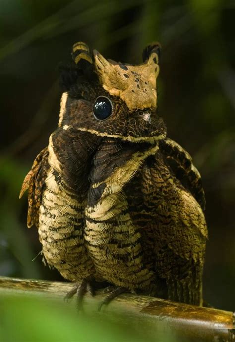 The Great Eared Nightjar Is A Unique Looking Bird