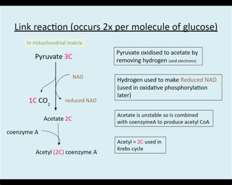 Link Reaction Flashcards Quizlet