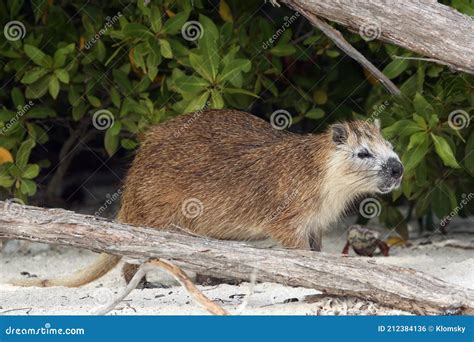 Desmarest`s Hutia Capromys Pilorides, Also Known As the Cuban Hutia on ...