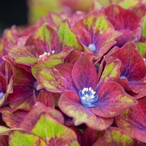 Pistachio Hydrangea | Multi-colored Blooms — PlantingTree.com