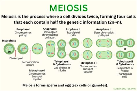 Meiosis Definition, Diagram, Steps, and Function