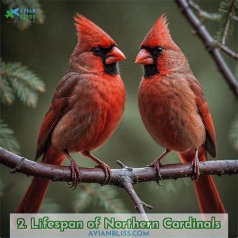 Do Northern Cardinals Mate For Life Fascinating Courtship And Nesting Facts