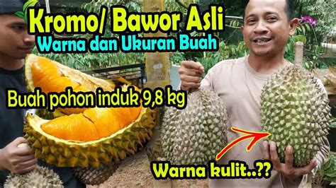 Durian Bawor Banyumas Dari Bibit Indukan Asli Youtube