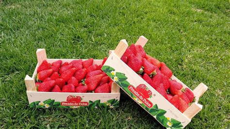 Comienza La Campaña De Fresas De Fresón De Palos La Mayor Productora De Europa