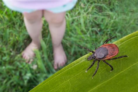 Ma Nahmen Gegen Zecken Im Garten