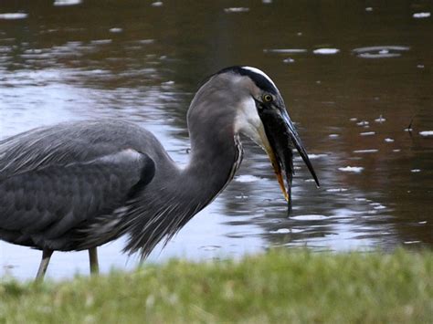 Great Blue Heron Bird Free Photo On Pixabay Pixabay