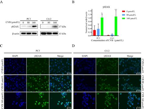 Cvb Promotes The Accumulation Of Dna Damage In Crpc Cells A B The