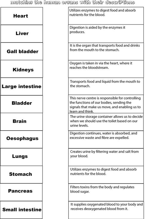 Parts Of The Body Labelling Activity Human Anatomy Education Organs