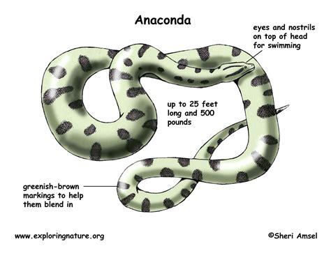 Life Cycle Of A Anaconda
