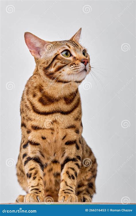 Portrait Bengal Cat On White Background Sits Quietly And Looks At Side