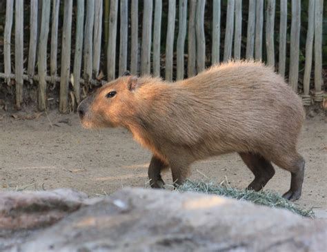 Don’t Worry, Be Capy! Happy Hollow Park & Zoo Welcomes New Capybaras