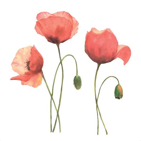 Einstellen Von Rot Mohn Bunt Blumen Aquarell Vektor Hand Gezeichnet