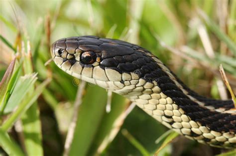 Garter Snake In The Grass Stock Image Image Of Thamnophis 15916383