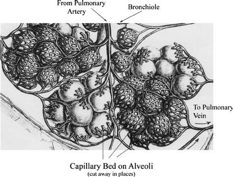 Schema Of Respiratory Unit Relationship Of Alveoli And Capillary