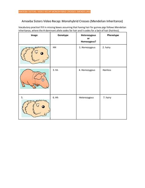 Amoeba Sisters Video Recap Alleles And Genes Worksheet Answer Key Monohybrids With Punnett