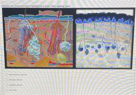 Solved Identify The Structure Layer Highlighted In Blue Chegg