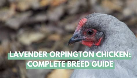 Lavender Orpington Chicken Complete Breed Guide Eco Peanut