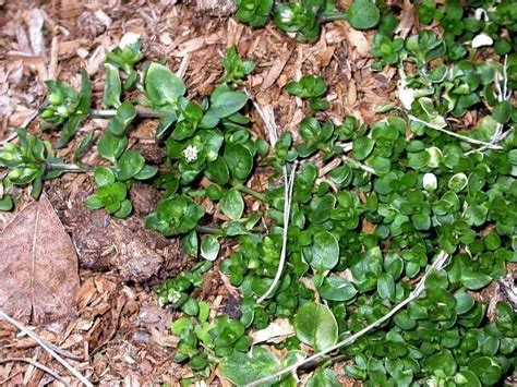 Garden Weeds: How To Identify And Eliminate Them | TopTillers.com