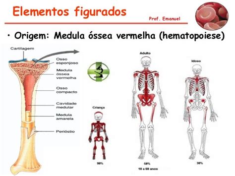Qual Orgao Produz Sangue - Sangue