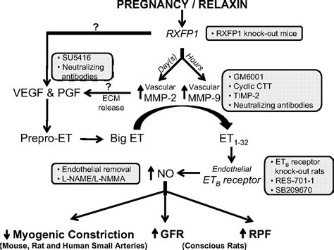 Angiogenic Growth Factors Are New And Essential Players In The