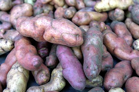 Apurímac promueve consumo de papas nativas con ferias agropecuarias y