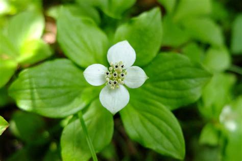 The Top Shade-Loving Plants for USDA Zone 4