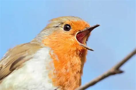 European Robin - Facts, Size, Diet, Pictures - All Animal Facts