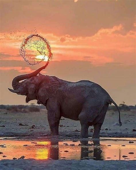 27 Photos That Were Taken At Just The Right Time Elephants Photos