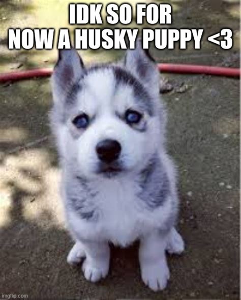 Image Tagged In Huskypuppycute Imgflip