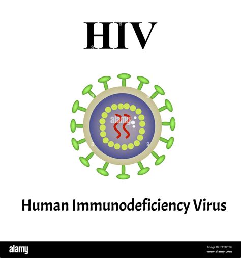 Hiv Virus Structure Viral Infection Hiv Aids Sexually Transmitted