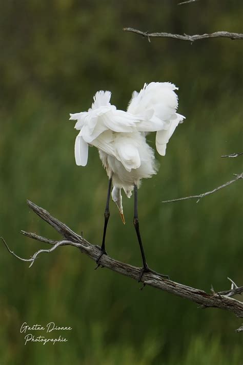 Grande Aigrette Great Egret Ardea Alba Flickr