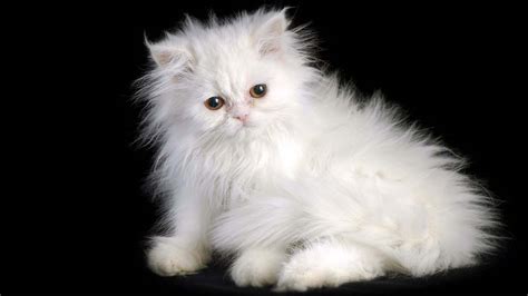 Persian cat - Price, Personality, Lifespan