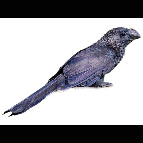 Smooth Billed Ani Crotophaga Ani Identification Birda