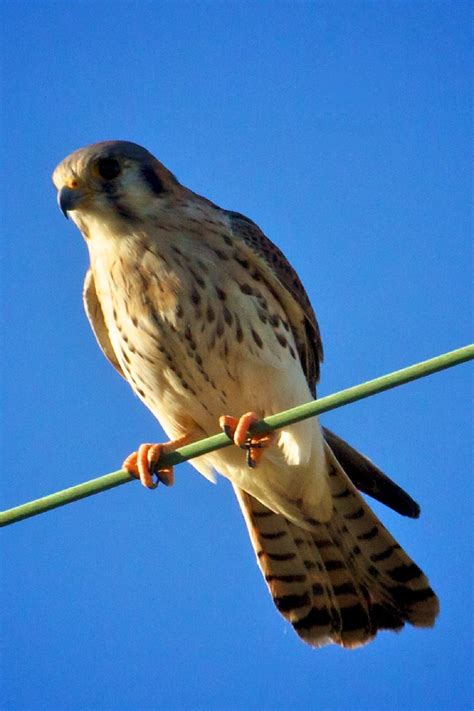 Free Images Nature Wing Sky Looking Wildlife Wild Beak