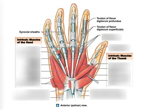 Hand muscles Diagram | Quizlet